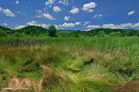 Đầm lầy muối nội địa Ridge và Valley – CEGL006234 Đầm lầy muối nội địa Ridge và Valley – CEGL006234