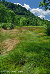 Đầm lầy muối nội địa Ridge và Valley – CEGL006234 Đầm lầy muối nội địa Ridge và Valley – CEGL006234