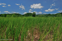 Đầm lầy muối nội địa Ridge và Valley – CEGL006234 Đầm lầy muối nội địa Ridge và Valley – CEGL006234