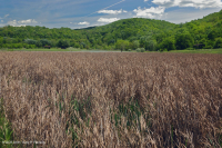 Đầm lầy muối nội địa Ridge và Valley – CEGL006234 Đầm lầy muối nội địa Ridge và Valley – CEGL006234