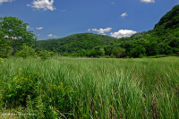 Đầm lầy muối nội địa Ridge và Valley – CEGL006234 Đầm lầy muối nội địa Ridge và Valley – CEGL006234