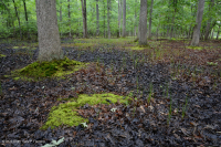 Đầm lầy trũng ven biển (cây sồi liễu - cây thích đỏ - loại cây kẹo ngọt) – CEGL006110