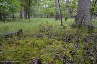 Đầm lầy trũng ven biển (cây sồi liễu - cây thích đỏ - loại cây kẹo ngọt) – CEGL006110