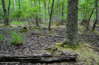 Đầm lầy trũng ven biển (cây sồi liễu - cây thích đỏ - loại cây kẹo ngọt) – CEGL006110