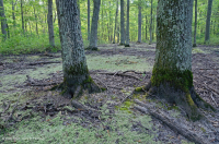 Đầm lầy trũng ven biển (cây sồi liễu - cây thích đỏ - loại cây kẹo ngọt) – CEGL006110