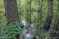 Đầm lầy trũng ven biển (cây sồi liễu - cây thích đỏ - loại cây kẹo ngọt) – CEGL006110