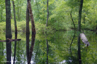 Đầm lầy trũng ven biển (cây sồi liễu - cây thích đỏ - loại cây kẹo ngọt) – CEGL006110