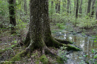 Đầm lầy trũng ven biển (cây sồi liễu - cây thích đỏ - loại cây kẹo ngọt) – CEGL006110