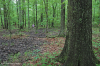 Đầm lầy trũng ven biển (cây sồi liễu - cây thích đỏ - loại cây kẹo ngọt) – CEGL006110