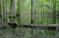 Ao theo mùa đồng bằng ven biển (Đầm lầy Tupelo - Loại sồi Overcup) – CEGL006223