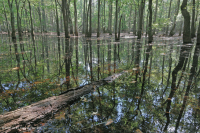 Ao theo mùa đồng bằng ven biển (Đầm lầy Tupelo - Loại sồi Overcup) – CEGL006223