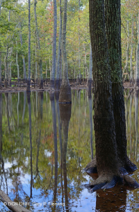 Ao theo mùa đồng bằng ven biển (Đầm lầy Tupelo - Loại sồi Overcup) – CEGL006223