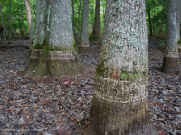 Ao theo mùa đồng bằng ven biển (Đầm lầy Tupelo - Loại sồi Overcup) – CEGL006223