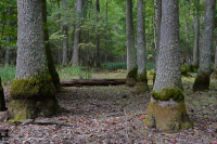 Ao theo mùa đồng bằng ven biển (Đầm lầy Tupelo - Loại sồi Overcup) – CEGL006223