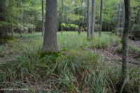 Đầm lầy trũng ven biển (cây sồi liễu - cây thích đỏ - loại cây kẹo ngọt) – CEGL006110