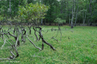 Ao Buttonbush theo mùa ở đồng bằng ven biển – CEGL006242