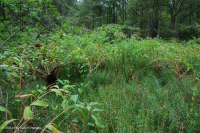 Ao Buttonbush theo mùa ở đồng bằng ven biển – CEGL006242