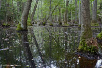 Ao theo mùa đồng bằng ven biển (Đầm lầy Tupelo - Loại sồi Overcup) – CEGL006223