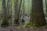 Ao theo mùa đồng bằng ven biển (Đầm lầy Tupelo - Loại sồi Overcup) – CEGL006223