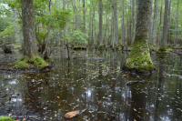 Ao theo mùa đồng bằng ven biển (Đầm lầy Tupelo - Loại sồi Overcup) – CEGL006223