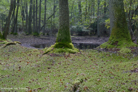 Ao theo mùa đồng bằng ven biển (Đầm lầy Tupelo - Loại sồi Overcup) – CEGL006223