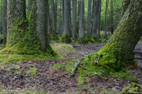 Ao theo mùa đồng bằng ven biển (Đầm lầy Tupelo - Loại sồi Overcup) – CEGL006223