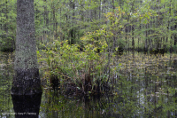 Ao theo mùa đồng bằng ven biển (Đầm lầy Tupelo - Loại sồi Overcup) – CEGL006223