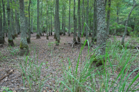 Ao theo mùa đồng bằng ven biển (Đầm lầy Tupelo - Loại sồi Overcup) – CEGL006223