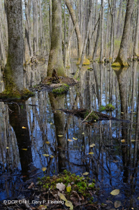 Ao theo mùa đồng bằng ven biển (Đầm lầy Tupelo - Loại sồi Overcup) – CEGL006223