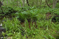 Đồng bằng ven biển / Đầm lầy thấm axit ngoài Piedmont – CEGL006238 Đồng bằng ven biển / Đầm lầy thấm axit ngoài Piedmont – CEGL006238