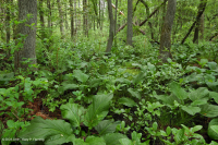 Đồng bằng ven biển / Đầm lầy thấm axit ngoài Piedmont – CEGL006238 Đồng bằng ven biển / Đầm lầy thấm axit ngoài Piedmont – CEGL006238