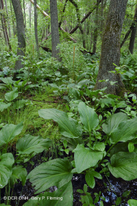 Đồng bằng ven biển / Đầm lầy thấm axit ngoài Piedmont – CEGL006238 Đồng bằng ven biển / Đầm lầy thấm axit ngoài Piedmont – CEGL006238