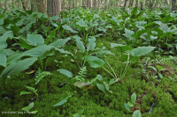 Đồng bằng ven biển / Đầm lầy thấm axit ngoài Piedmont – CEGL006238 Đồng bằng ven biển / Đầm lầy thấm axit ngoài Piedmont – CEGL006238