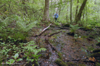 Đồng bằng ven biển / Đầm lầy thấm axit ngoài Piedmont – CEGL006238 Đồng bằng ven biển / Đầm lầy thấm axit ngoài Piedmont – CEGL006238