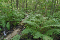 Đồng bằng ven biển / Đầm lầy thấm axit ngoài Piedmont – CEGL006238 Đồng bằng ven biển / Đầm lầy thấm axit ngoài Piedmont – CEGL006238