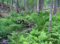 Đồng bằng ven biển / Đầm lầy thấm axit ngoài Piedmont – CEGL006238 Đồng bằng ven biển / Đầm lầy thấm axit ngoài Piedmont – CEGL006238