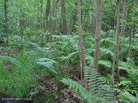 Đồng bằng ven biển / Đầm lầy thấm axit ngoài Piedmont – CEGL006238 Đồng bằng ven biển / Đầm lầy thấm axit ngoài Piedmont – CEGL006238