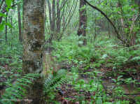 Đồng bằng ven biển / Đầm lầy thấm axit ngoài Piedmont – CEGL006238 Đồng bằng ven biển / Đầm lầy thấm axit ngoài Piedmont – CEGL006238