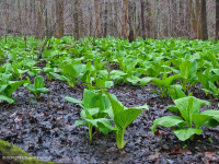 Đầm lầy thấm cơ bản Piedmont / Đồng bằng ven biển phía Bắc – CEGL006406 Đầm lầy thấm cơ bản Piedmont / Đồng bằng ven biển phía Bắc – CEGL006406