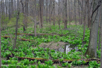 Đầm lầy thấm cơ bản Piedmont / Đồng bằng ven biển phía Bắc – CEGL006406 Đầm lầy thấm cơ bản Piedmont / Đồng bằng ven biển phía Bắc – CEGL006406