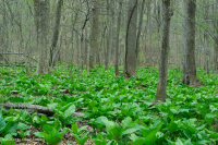 Đầm lầy thấm cơ bản Piedmont / Đồng bằng ven biển phía Bắc – CEGL006406 Đầm lầy thấm cơ bản Piedmont / Đồng bằng ven biển phía Bắc – CEGL006406