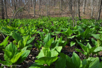 Đầm lầy thấm cơ bản Piedmont / Đồng bằng ven biển phía Bắc – CEGL006406 Đầm lầy thấm cơ bản Piedmont / Đồng bằng ven biển phía Bắc – CEGL006406