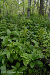 Đầm lầy thấm canxi đồng bằng ven biển – CEGL006413 Đầm lầy thấm canxi đồng bằng ven biển – CEGL006413