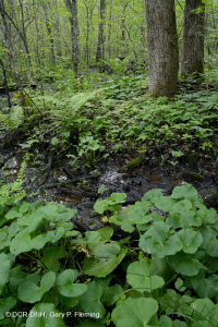 Đầm lầy thấm canxi đồng bằng ven biển – CEGL006413 Đầm lầy thấm canxi đồng bằng ven biển – CEGL006413