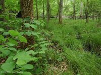 Đầm lầy thấm canxi đồng bằng ven biển – CEGL006413 Đầm lầy thấm canxi đồng bằng ven biển – CEGL006413