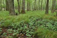 Đầm lầy thấm canxi đồng bằng ven biển – CEGL006413 Đầm lầy thấm canxi đồng bằng ven biển – CEGL006413