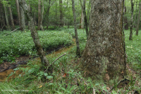 Đầm lầy thấm canxi đồng bằng ven biển – CEGL006413 Đầm lầy thấm canxi đồng bằng ven biển – CEGL006413