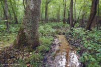 Đầm lầy thấm canxi đồng bằng ven biển – CEGL006413 Đầm lầy thấm canxi đồng bằng ven biển – CEGL006413