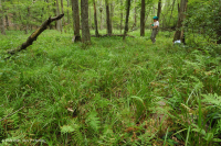 Đầm lầy thấm canxi đồng bằng ven biển – CEGL006413 Đầm lầy thấm canxi đồng bằng ven biển – CEGL006413