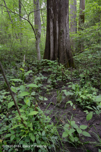 Đầm lầy thấm canxi đồng bằng ven biển – CEGL006413 Đầm lầy thấm canxi đồng bằng ven biển – CEGL006413